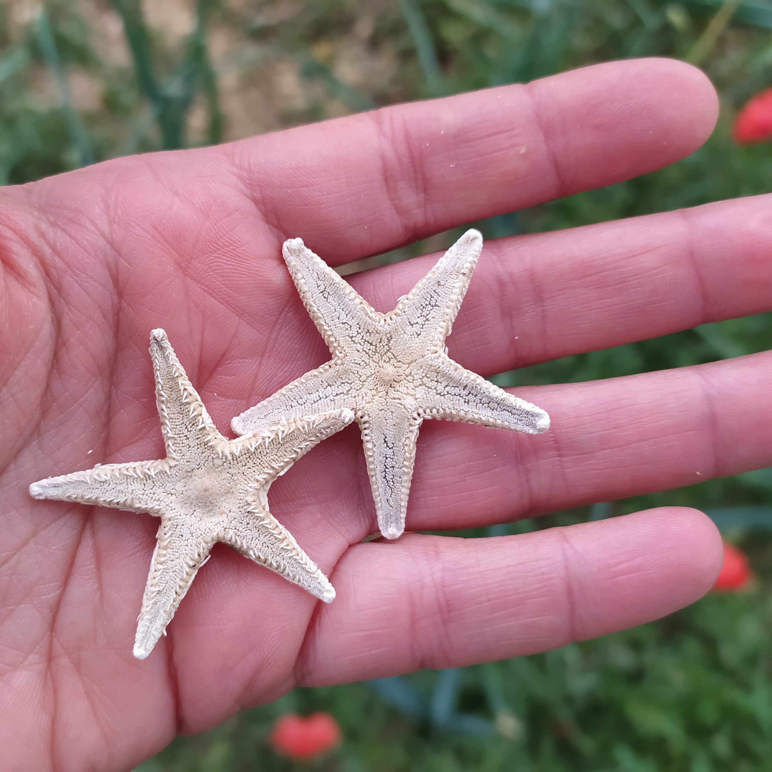 mano che contiene due stelle marine come simbolo della connessione con la natura